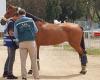 SAG detects outbreak of equine infectious anemia at the Equestrian Club