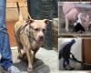 Sicko who trained vicious NYC pit bull using cats as bait charged with animal torture: cops