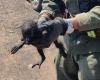 They rescued a carayá monkey that was being transported to Corrientes