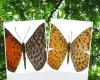 New species of butterfly is discovered in the Mashpi-Tayra reserve of the Chocó Andino