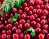 Consumption of cranberries would help enhance aerobic exercise