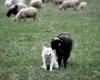 Adoption as a way to escape the extinction of sheepdogs