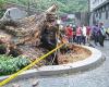 E-hailing driver injured in Jalan Sultan Ismail tree collapse eligible for Socso claims