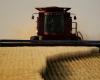 Wheat Prices Have Soared on Global Conflict, Extreme Weather