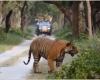 Wildlife safari tourists witness majestic tiger taking a walk in forest. Video