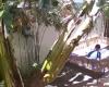 Watch: Man Cheats Death As Tree Falls Dangerously Close To His Neck