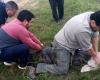 They found a alligator in a rural police station in Piedras Blancas