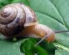 Don’t let them eat your garden: 3 homemade tricks to get rid of snails and slugs forever