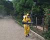 What happened to the fumigation against dengue in Ibagué?