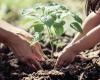 Garden Plots: Transplanting and direct seeding vegetables | Opinion