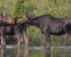 Eight Americans pay hefty price for illegal moose hunting in northern Ontario
