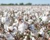 Santa Fe, Chaco and Santiago del Estero aim to strengthen the cotton chain