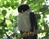 Bird watchers spread across Panama on Global Big Day 2024