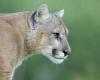 Brutal attack on a puma in Magdalena causes outrage in the community