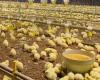 Paraguay. Poultry sector awaits opening of Taiwan.
