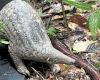 Pangolin needs urgent protection | The Star