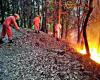 Woman, 62, burned in forest fire succumbs to injuries | Dehradun News