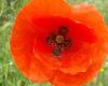 What architectural and religious element does the poppy flower contain?
