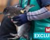 Inside seabird hospital on urgent mission to save African penguins from extinction – World News