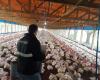 Entre Ríos: Inspection of poultry farms to strengthen animal health and well-being