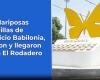 The Yellow Butterflies of Mauricio Babilonia flew and reached El Rodadero