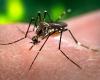 Dengue: Entre Ríos lowered the barrier of 1,000 weekly cases – News