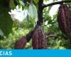Cocoa price hits new low in May 2024; why does it keep falling?