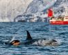 Killer whales sink sailing yacht in Strait of Gibraltar, oil tanker saves crew