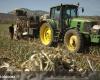 Asaja warns of “a declining harvest” of garlic in Córdoba due to the loss of 50% of the planted area