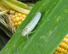 VIDEO. Actions defined to save corn production