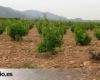 La Rioja will receive more than 14 million, which will cover 67% of green harvest requests.