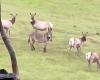 a donkey that was lost 5 years ago reappeared, adopted by a herd of elk