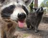 Eight curious facts about raccoons, the animal that took social networks by surprise