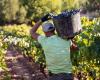 La Rioja will receive more than 14 million euros for the green harvest