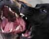 Come back and play! Pitbull dog attack leaves an elderly person dead in La Guajira
