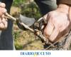 Looking for the best pruners
