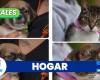 Three cats and two dogs found a new home at a recent pet adoption event in Manizales