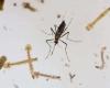 Health Alert: Montería concentrates 40% of dengue cases in Córdoba