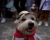 Do not miss it! Third Pet Parade will be held on June 22