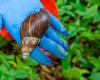 Frontal fight to control invasive snails that harm health