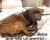 Video | A little dog lay down to sleep in a mattress store in Neuquén and caused tenderness in the customers