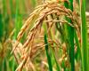 Rice production in Entre Ríos grew by 7% despite climatic challenges