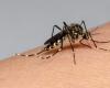 Ministry of Health on alert for cases of dengue in Santa Marta
