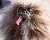 He won the contest for the ugliest dog in the world, but his appearance is due to a serious illness | News today