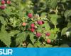 Chubut: they will build a raspberry plantation area that will generate more than 120 jobs – ADNSUR