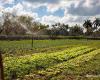 FAO and European Union support agricultural irrigation in Cuba
