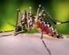 Ministry of Health in Santa Marta confirms 398 cases of dengue so far this year