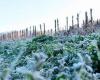 Frost in Córdoba. The first week of winter began with temperatures below zero • Agro Verdad