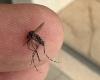 Health authorities call for self-care due to increase in dengue cases in Córdoba