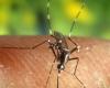 Alert in Córdoba due to the presence of another dengue-transmitting mosquito